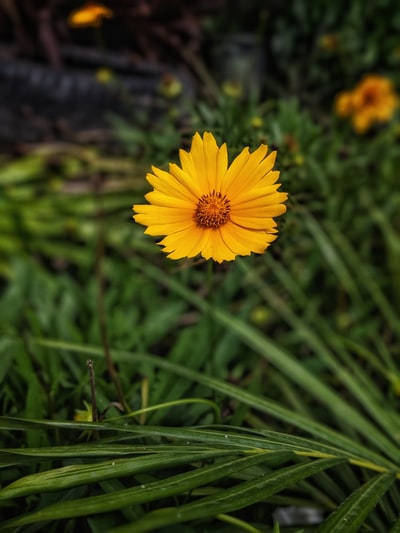 黄色有花瓣的flowe
